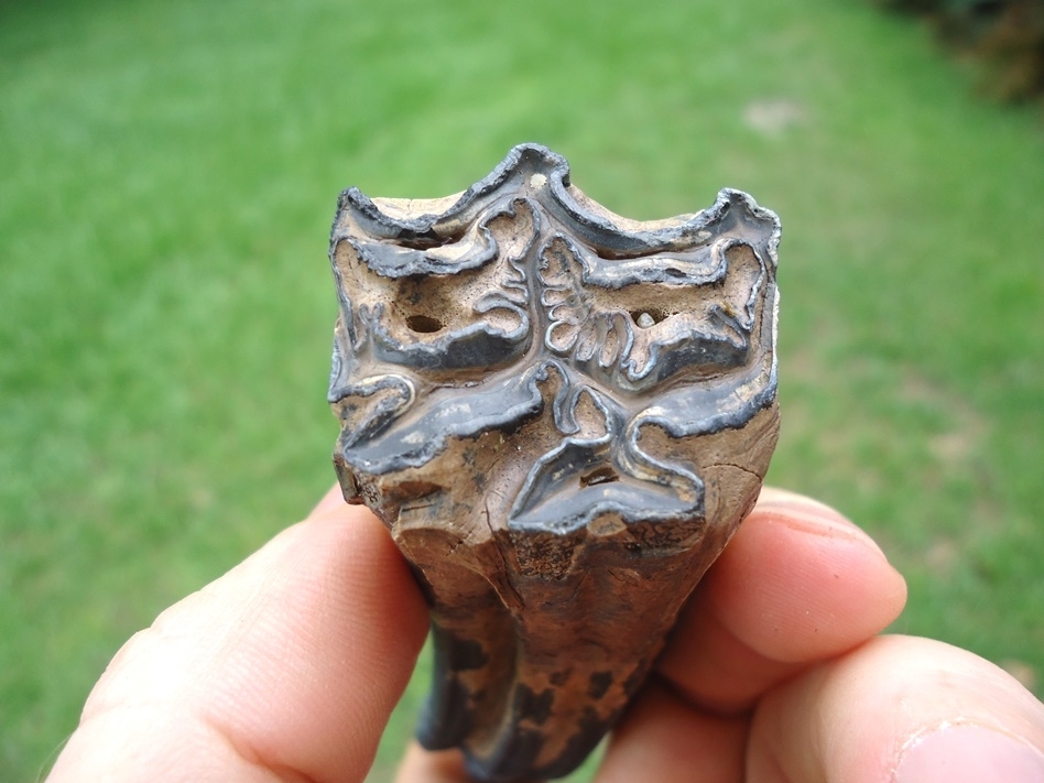 Large image 3 Exceptional Horse Upper Molar