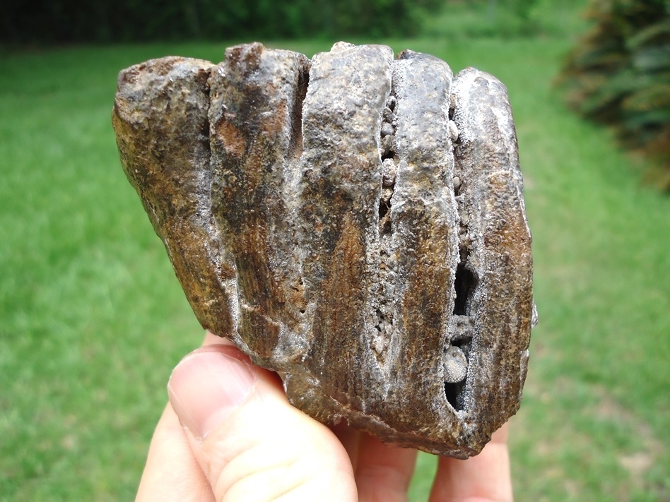 Large image 1 Excellent Juvenile Mammoth Tooth