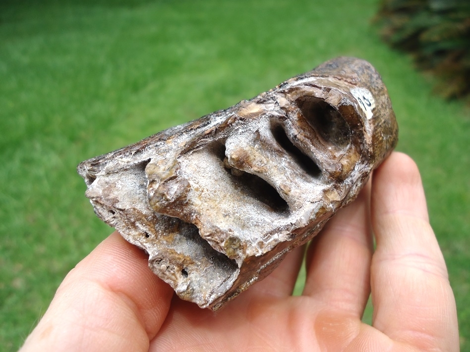 Large image 5 Excellent Juvenile Mammoth Tooth