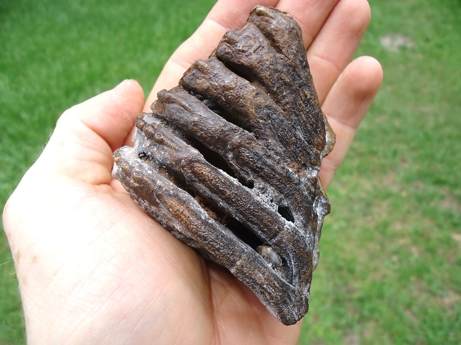 Large image 6 Excellent Juvenile Mammoth Tooth