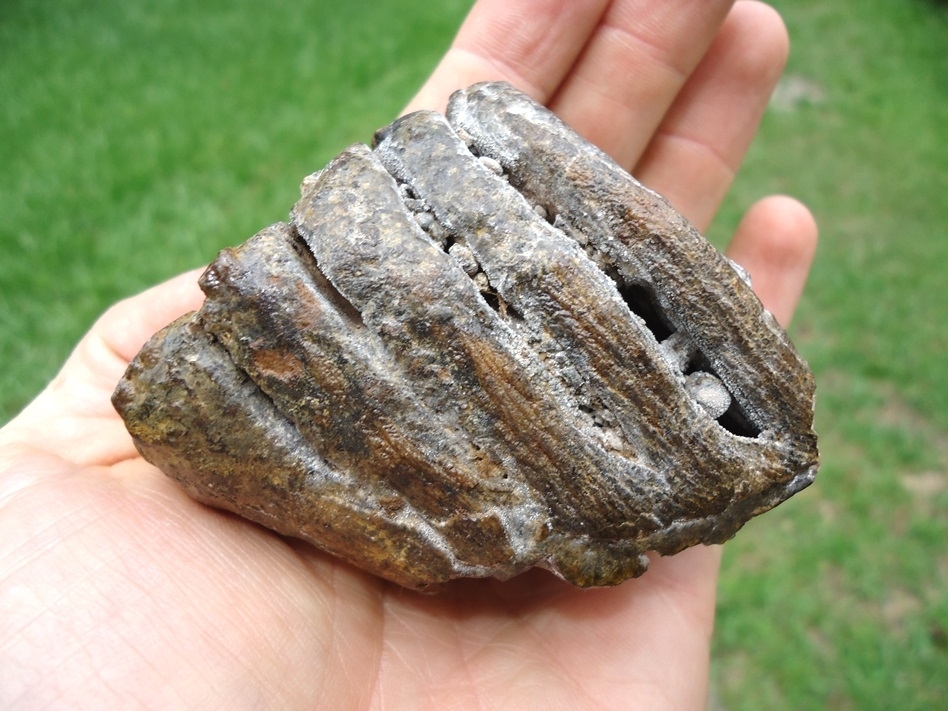 Large image 7 Excellent Juvenile Mammoth Tooth