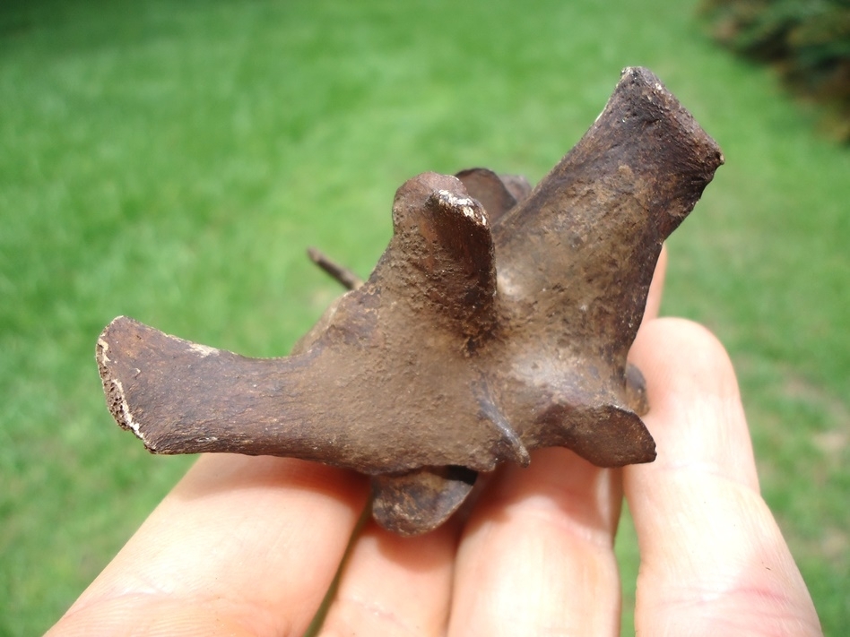 Large image 2 Rare Exceptional Dire Wolf Lumbar Vertebra