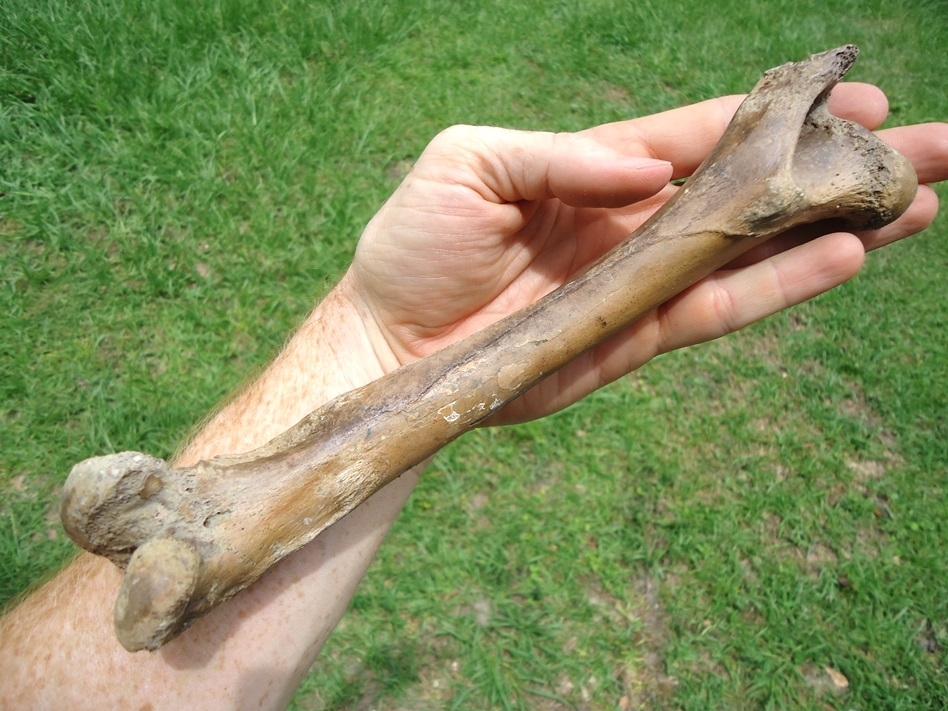 Large image 1 Excellent White-Tailed Deer Femur