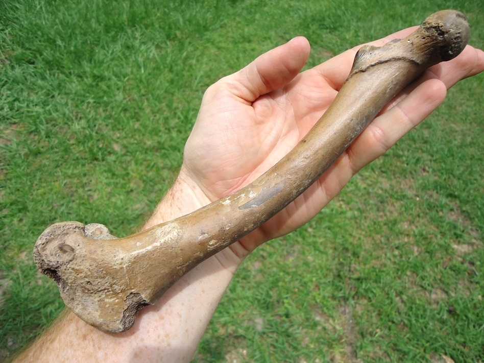 Large image 2 Excellent White-Tailed Deer Femur