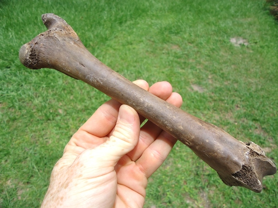 Large image 3 Excellent White-Tailed Deer Femur