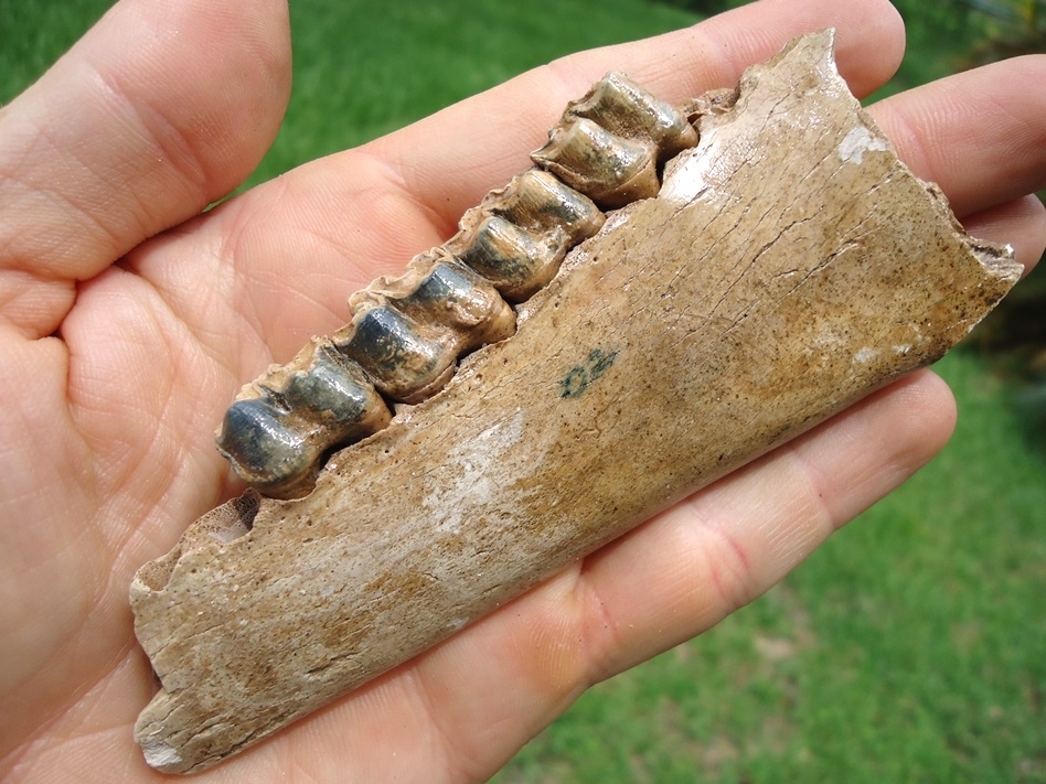Large image 5 Beyond Rare Undescribed Three Toed Horse Mandible