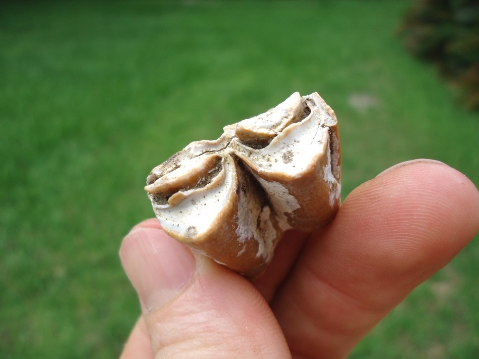 Large image 2 Attractive Mustard Bone Valley Llama Tooth