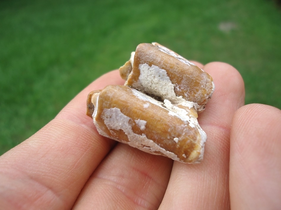 Large image 3 Attractive Mustard Bone Valley Llama Tooth