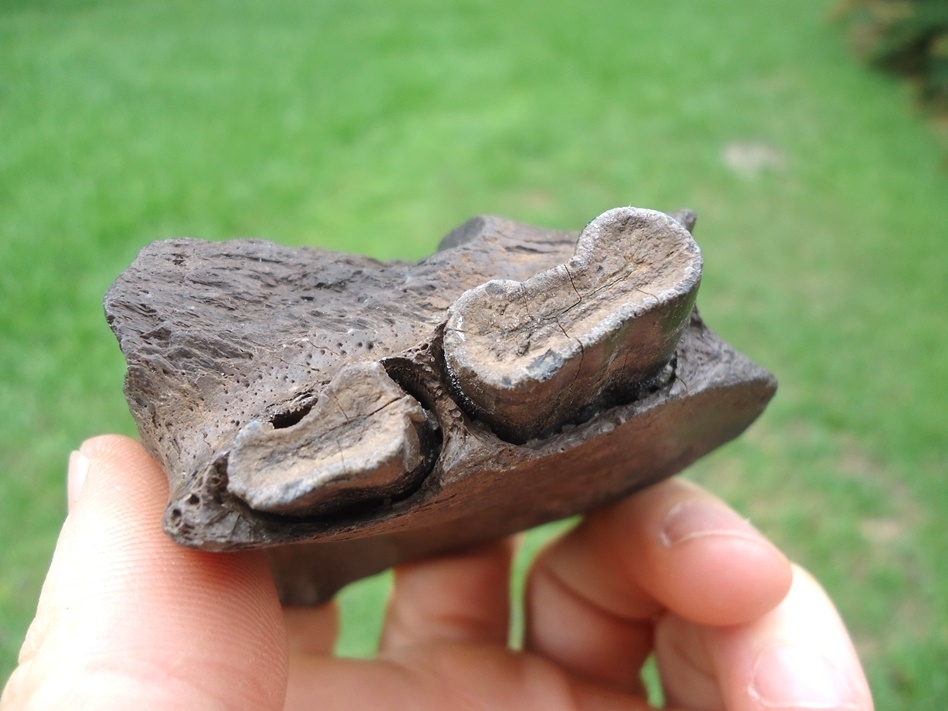 Large image 2 Nice Section of Giant Armadillo Jaw with Two Teeth