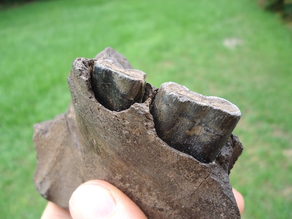 Large image 3 Nice Section of Giant Armadillo Jaw with Two Teeth