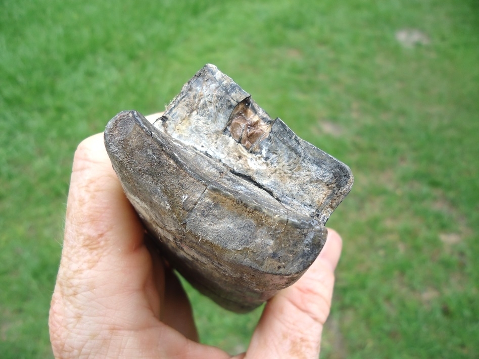 Large image 3 Truly Massive 7 1/2' Giant Ground Sloth Tooth