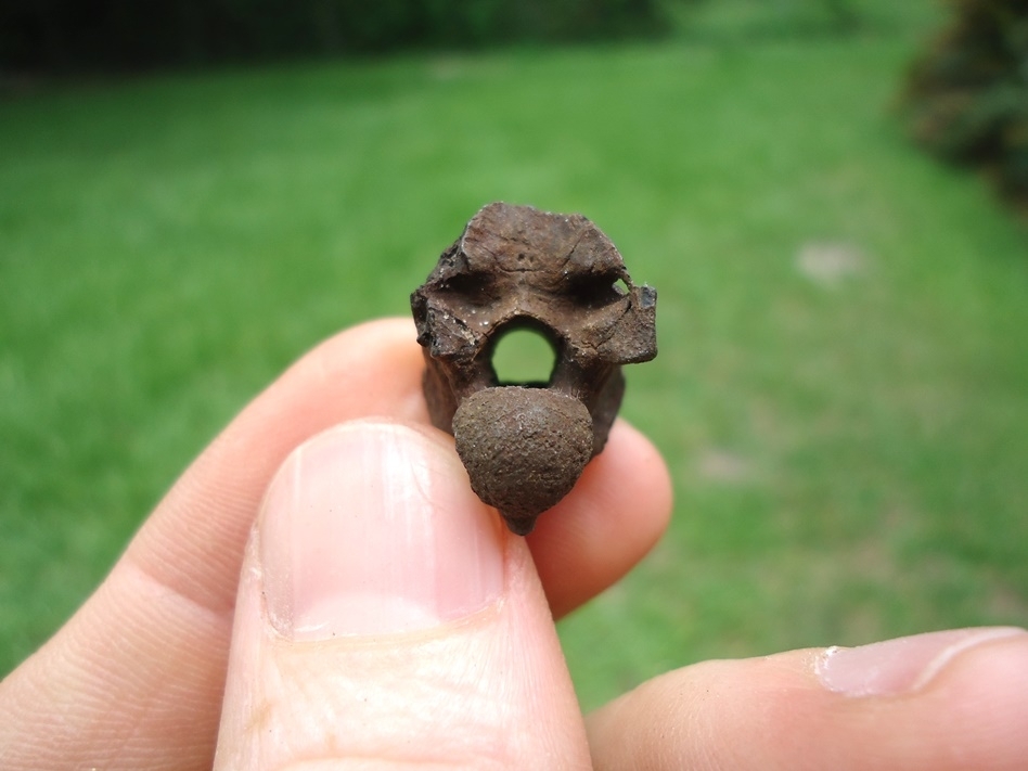 Large image 1 Beyond Rare Eocene Sea Snake Vertebra