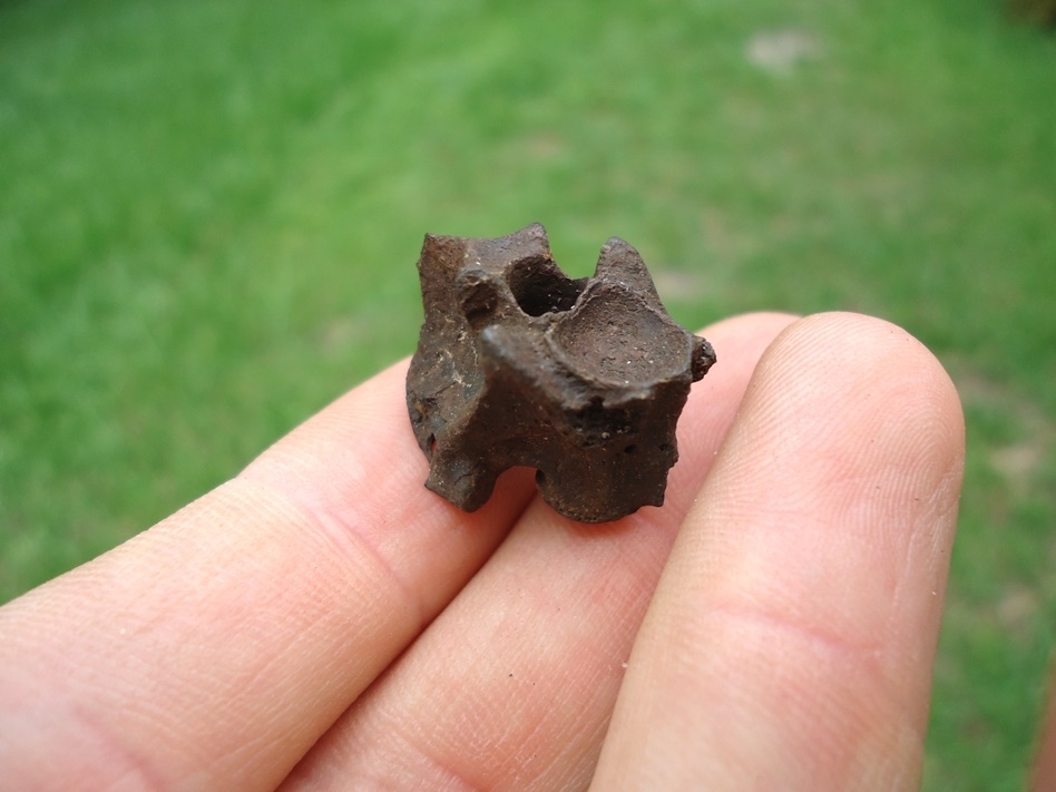 Large image 3 Beyond Rare Eocene Sea Snake Vertebra