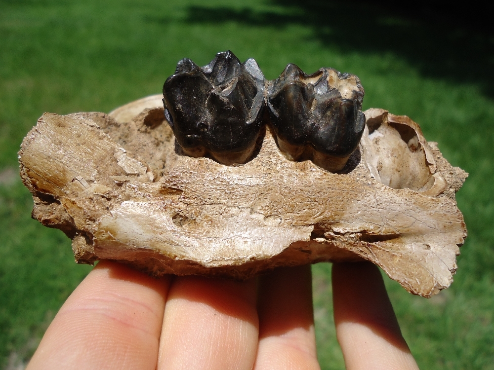 Large image 3 Beyond Rare Bone Valley Pygmy Tapir Maxilla