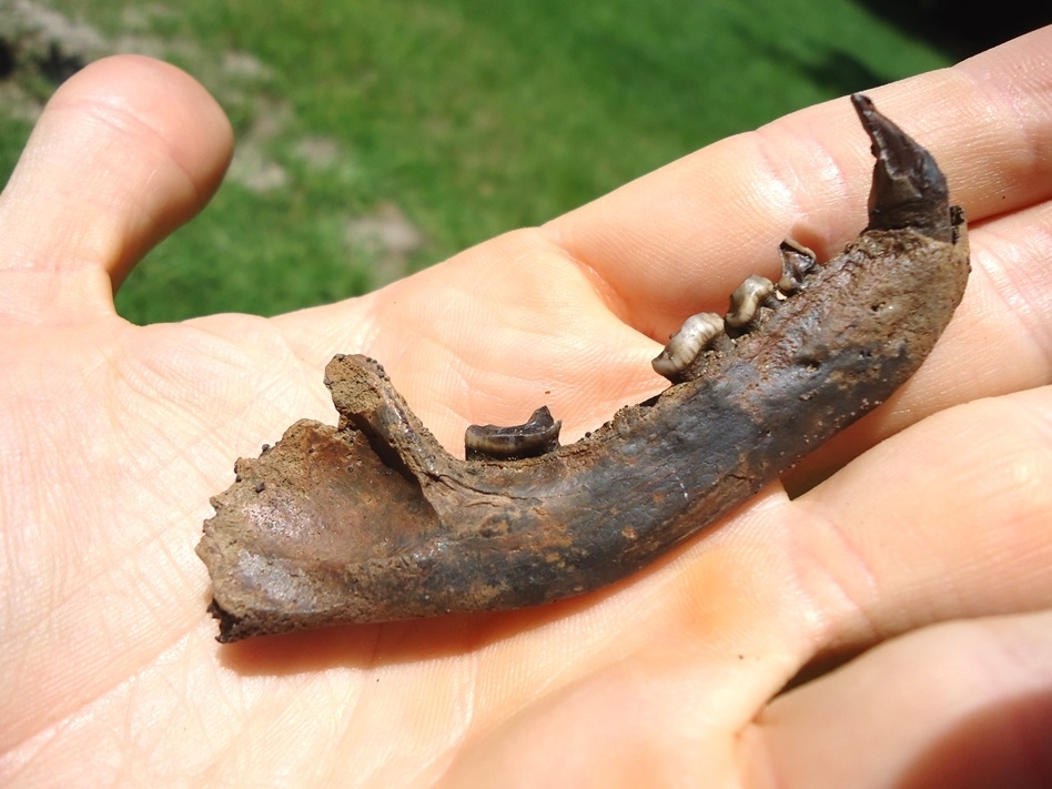 Large image 3 Nice Raccoon Mandible with Five Teeth Including Canine