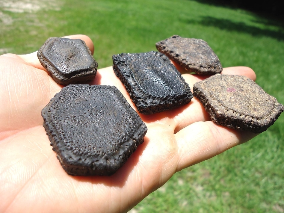 Large image 1 Five Choice Giant Armadillo Scutes