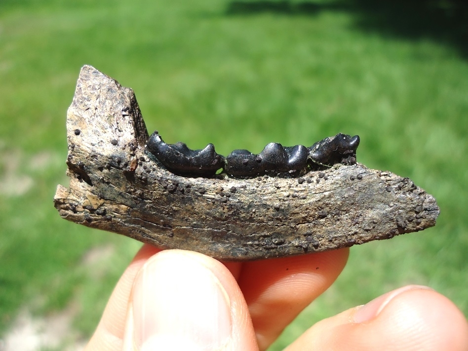 Large image 1 Raccoon Mandible with Three Perfect Teeth