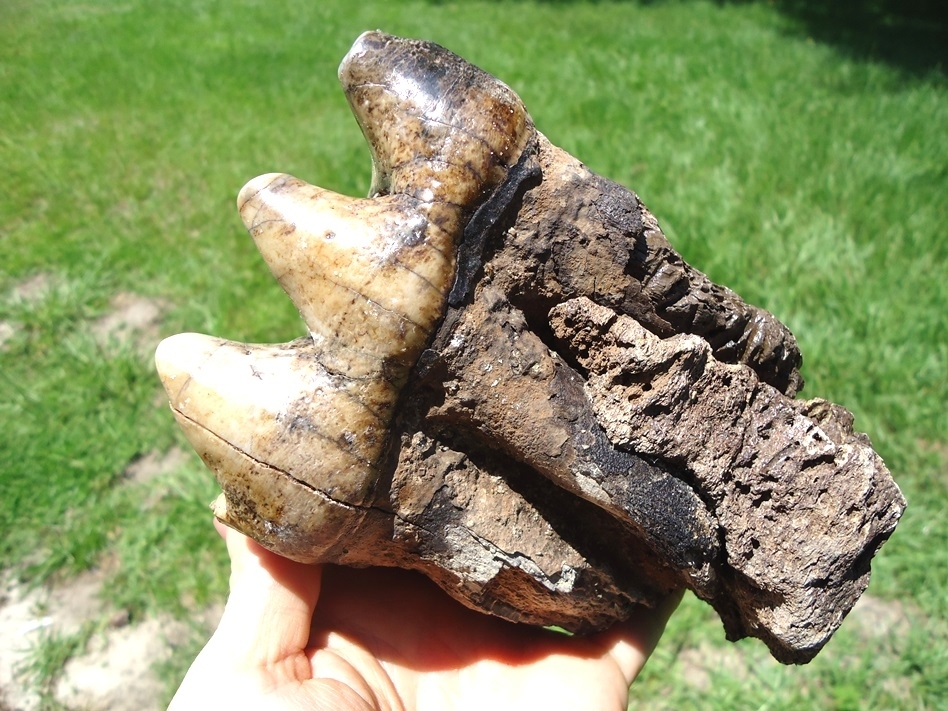 Large image 1 Exceptional Fully Rooted Glossy Mastodon Tooth