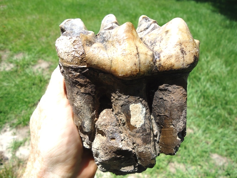 Large image 2 Exceptional Fully Rooted Glossy Mastodon Tooth