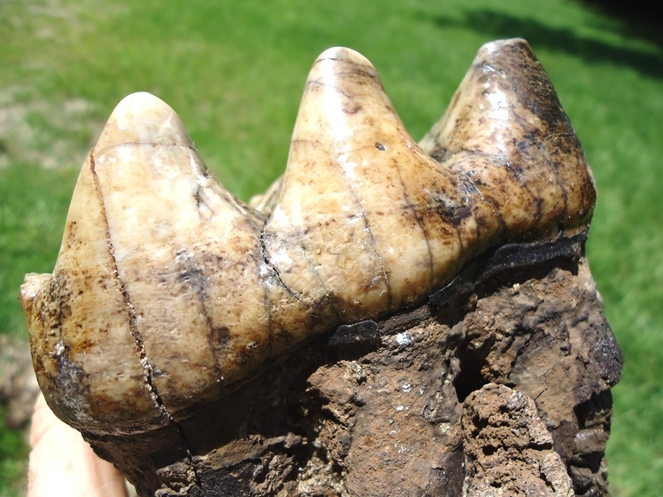 Large image 5 Exceptional Fully Rooted Glossy Mastodon Tooth
