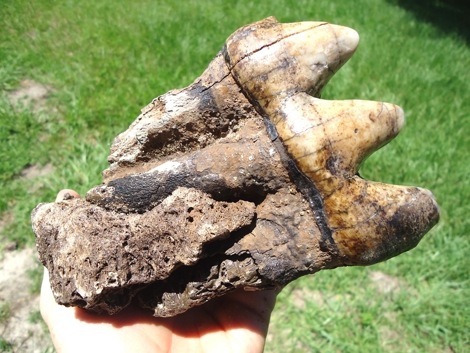 Large image 8 Exceptional Fully Rooted Glossy Mastodon Tooth