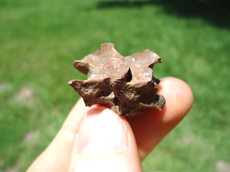 Large image 1 Rare Fused Snake Vertebrae