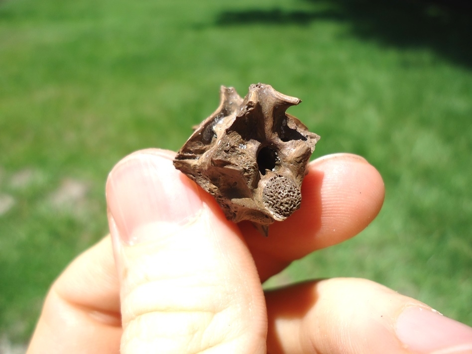 Large image 3 Rare Fused Snake Vertebrae