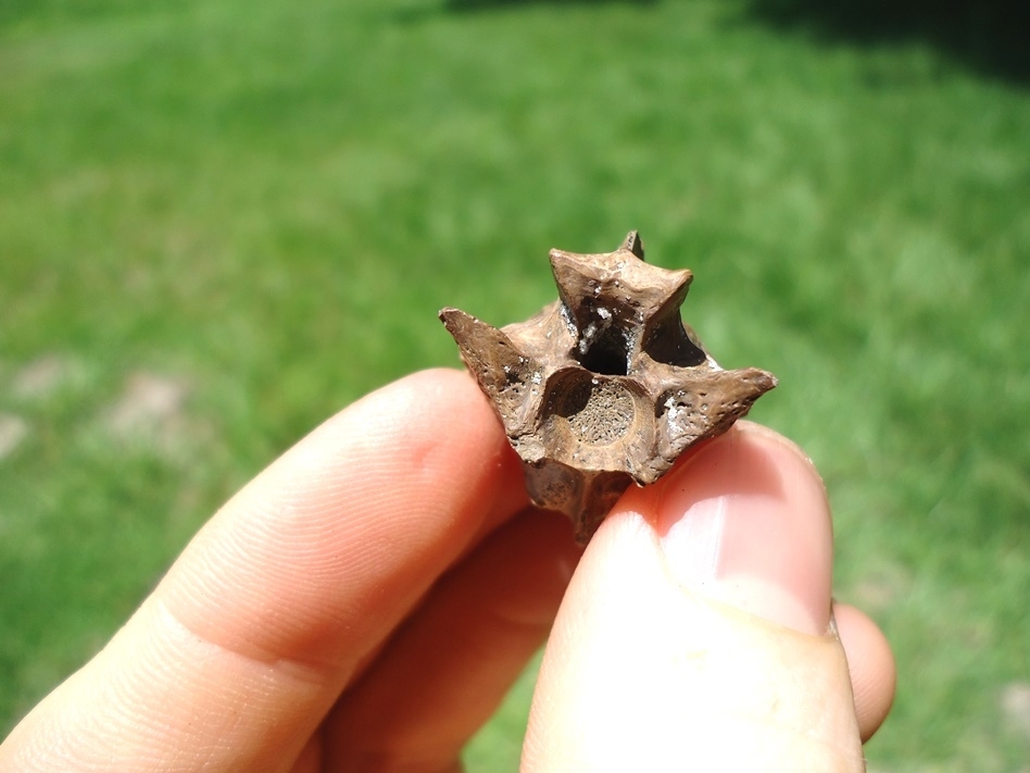 Large image 4 Rare Fused Snake Vertebrae