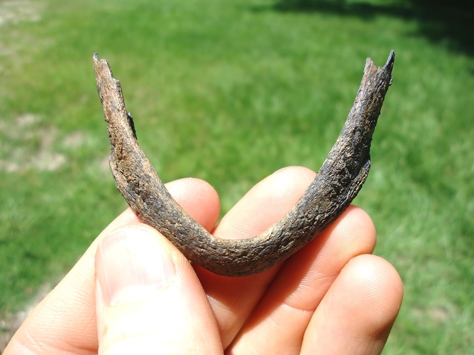 Large image 1 Rare Snapping Turtle Mandible