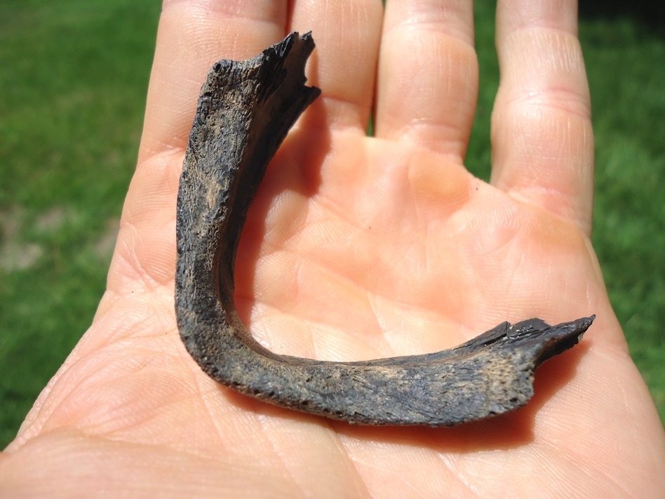 Large image 3 Rare Snapping Turtle Mandible