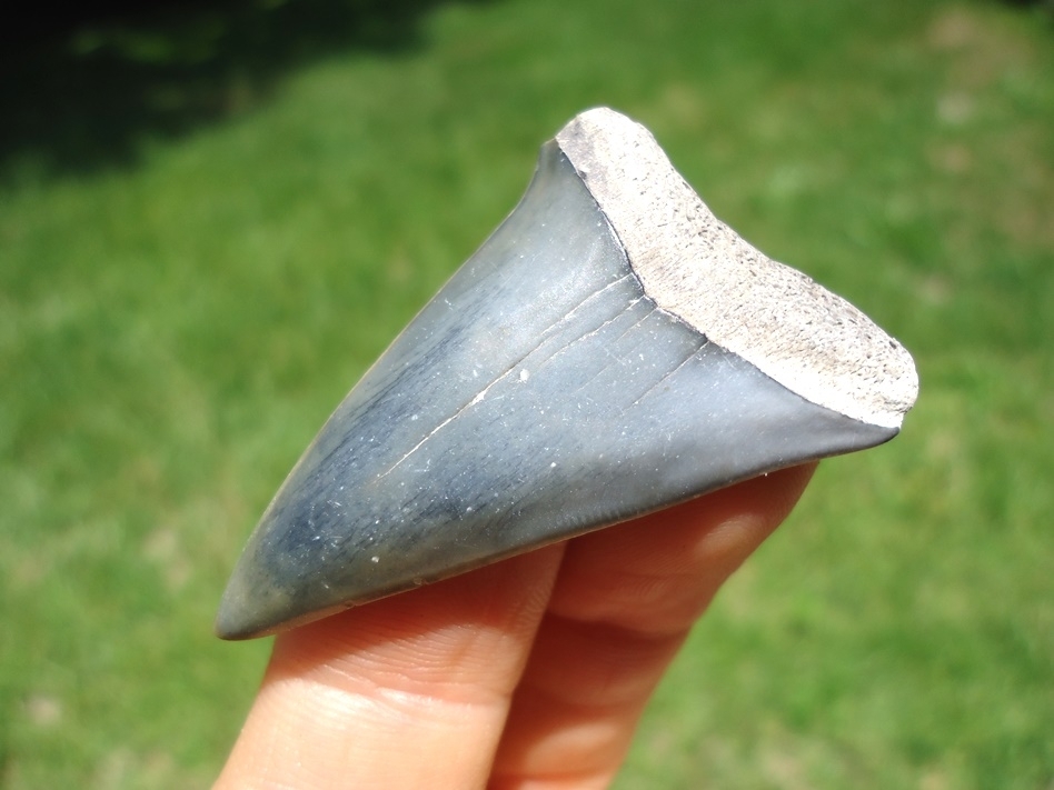 Large image 1 Uniquely Colored Hastalis Shark Tooth