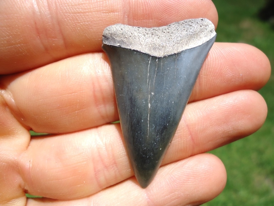 Large image 2 Uniquely Colored Hastalis Shark Tooth