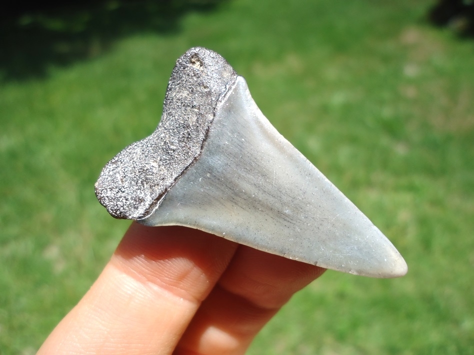 Large image 1 Choice Hastalis Shark Tooth