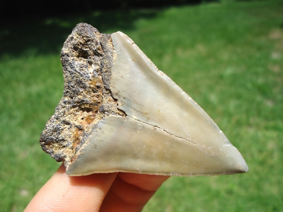 Large image 1 Large Hastalis Shark Tooth