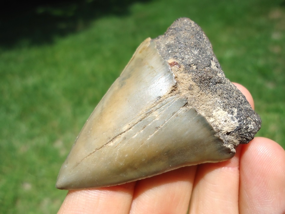 Large image 2 Large Hastalis Shark Tooth