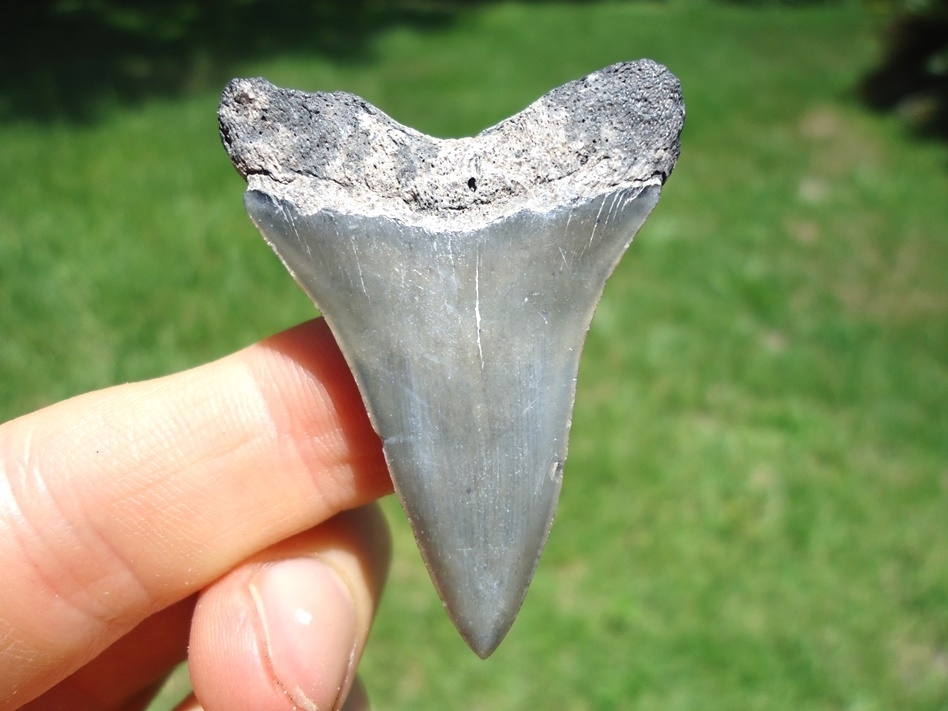 Large image 1 Nice Lower Jaw Hastalis Shark Tooth