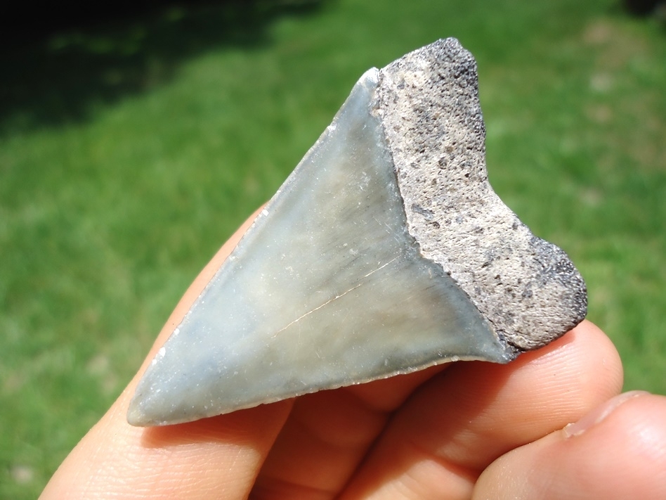 Large image 1 Excellent Hastalis Shark Tooth