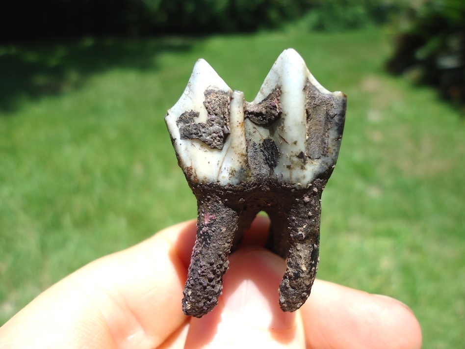 Large image 1 Remarkable Llama Upper Molar with Four Perfect Roots