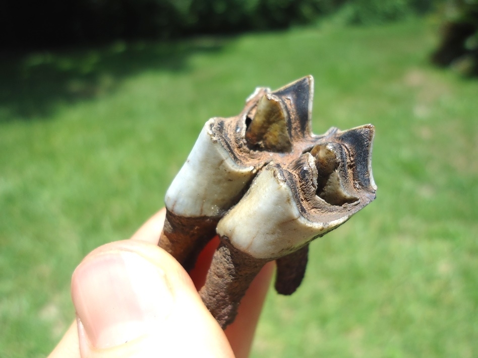 Large image 4 Remarkable Llama Upper Molar with Four Perfect Roots