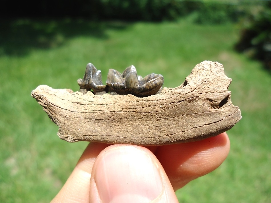 Large image 1 Choice Otter Mandible with Two Teeth