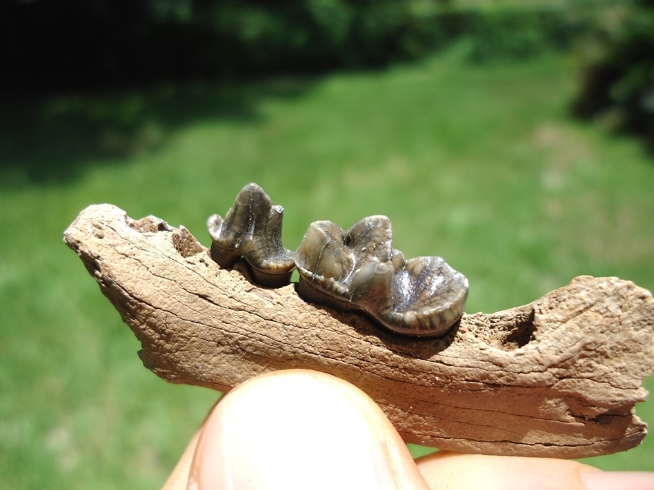 Large image 2 Choice Otter Mandible with Two Teeth