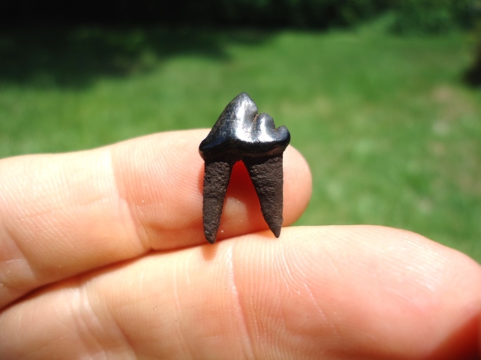 Large image 1 Top Quality Coyote Premolar