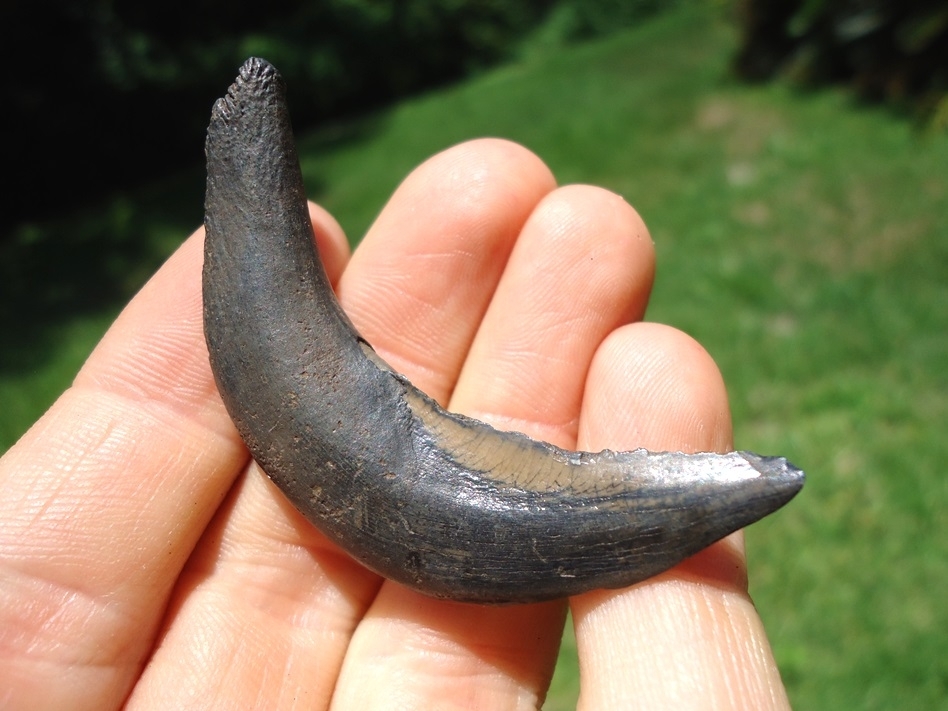 Large image 3 Incredible Quality, Deadly Looking Llama Canine Tooth