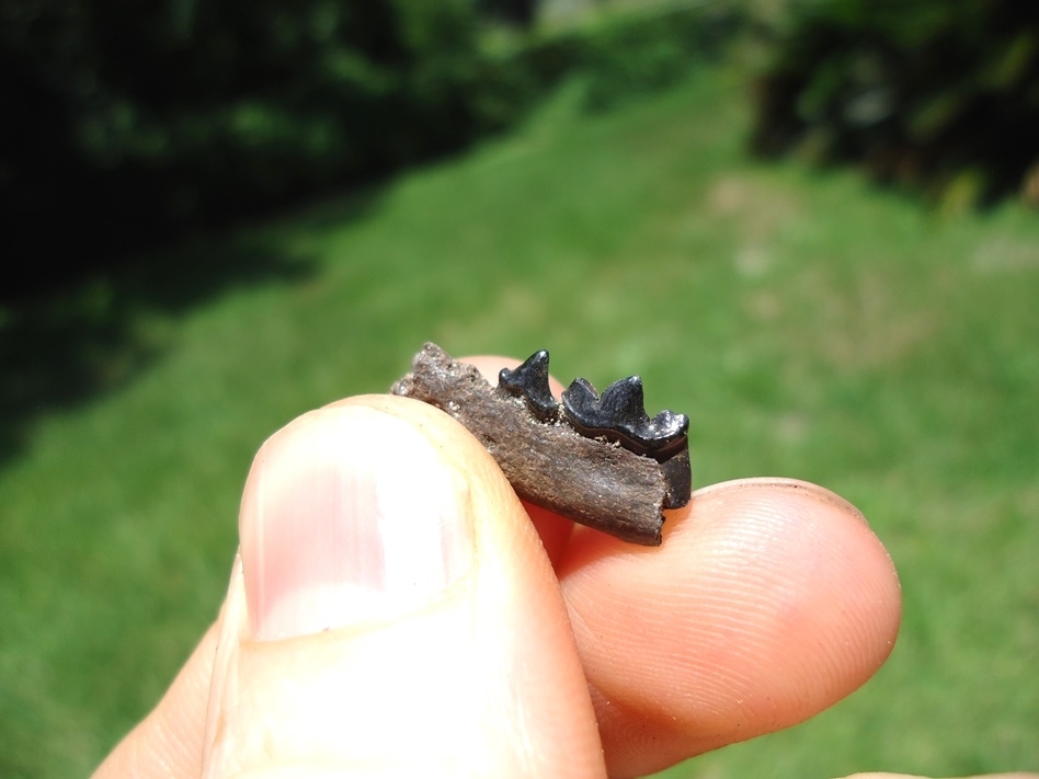 Large image 2 Very Rare Weasel Mandible with Two Teeth