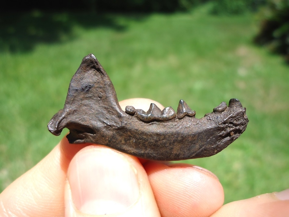 Large image 1 Top Quality Mink Mandible