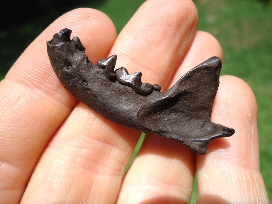 Large image 3 Top Quality Mink Mandible