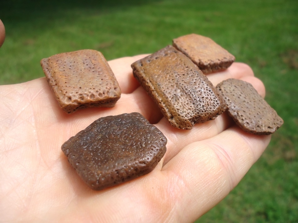 Large image 1 Five Rare Lesser Giant Armadillo Scutes