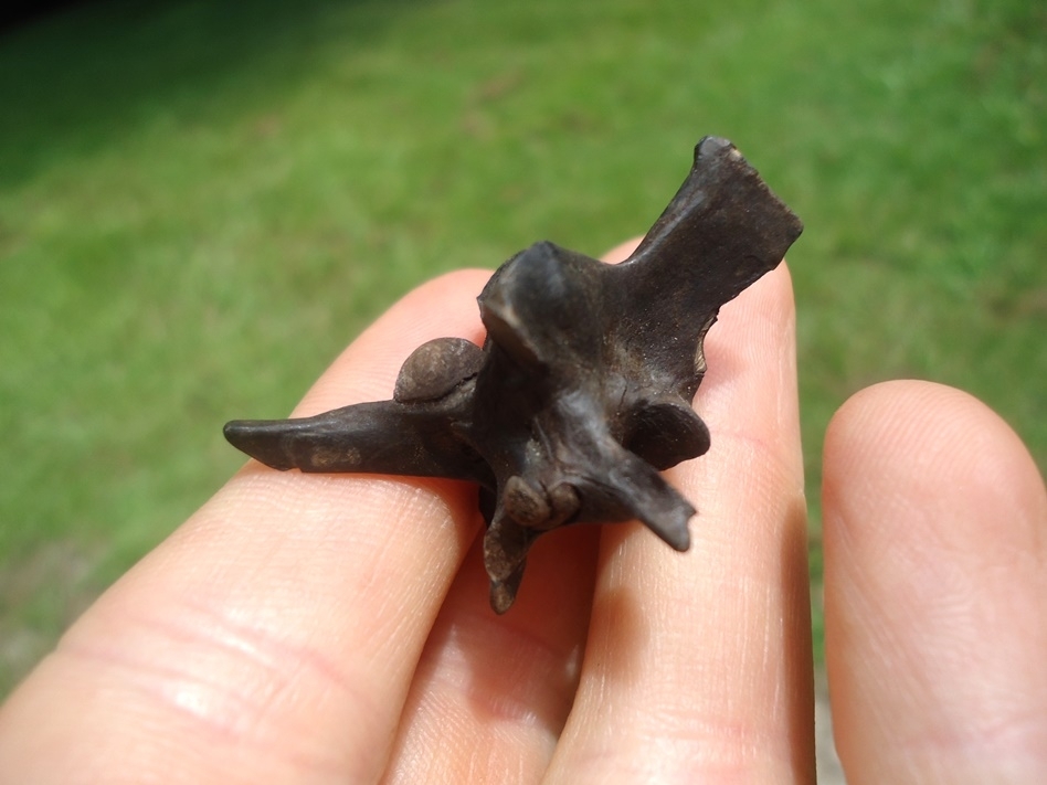 Large image 2 Incredible Diamondback Rattlesnake Vertebra