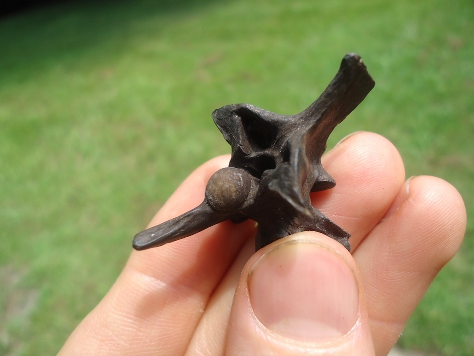 Large image 3 Incredible Diamondback Rattlesnake Vertebra