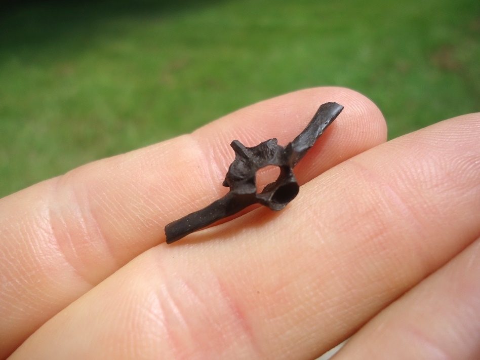 Large image 1 Incredible Bull Frog Vertebra